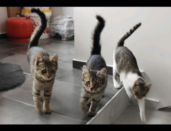 Котета на 8 месеца