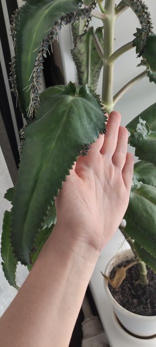 Каланхое лечебный