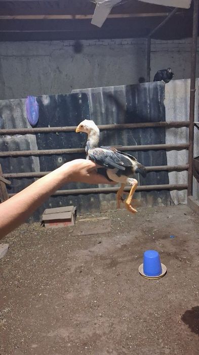 Дакан чужала сотилади