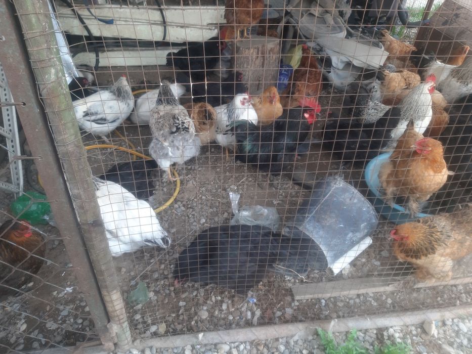 Домашни  Курица.