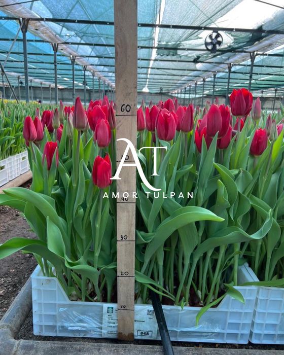 Тюльпаны Оптом.