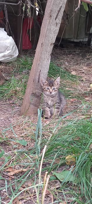 Отдам Котят бесплатно
