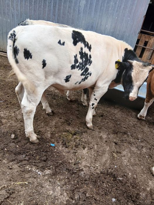 Vând viței Belga