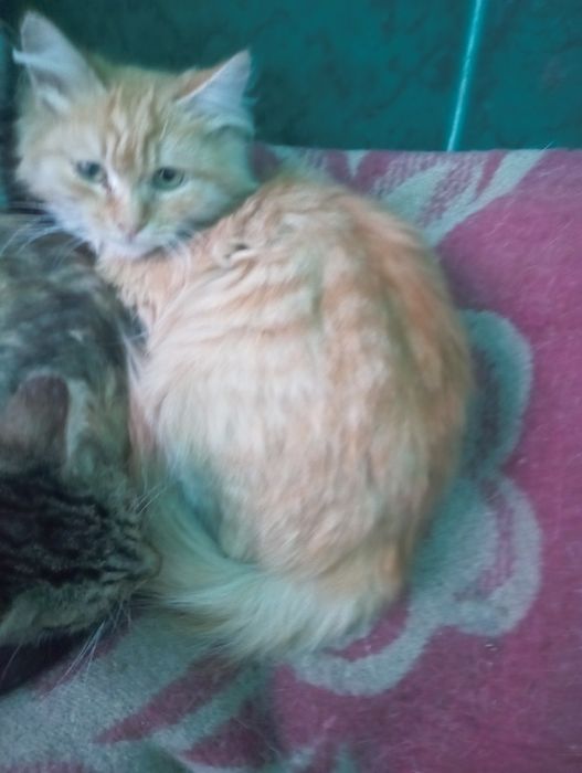 Котята разные...