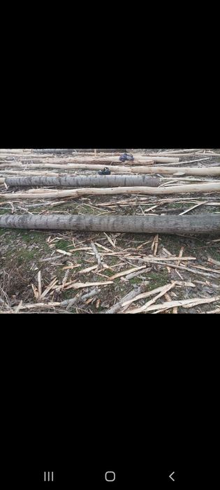 Terak g‘o‘la sotiladi