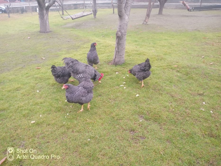 Parranda Plomotrok zotli