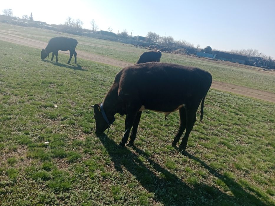 Продам телят прошлогодние