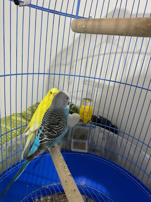 Продам попугай  , 2