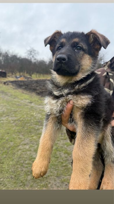 Ciobănesc german cu pedigre