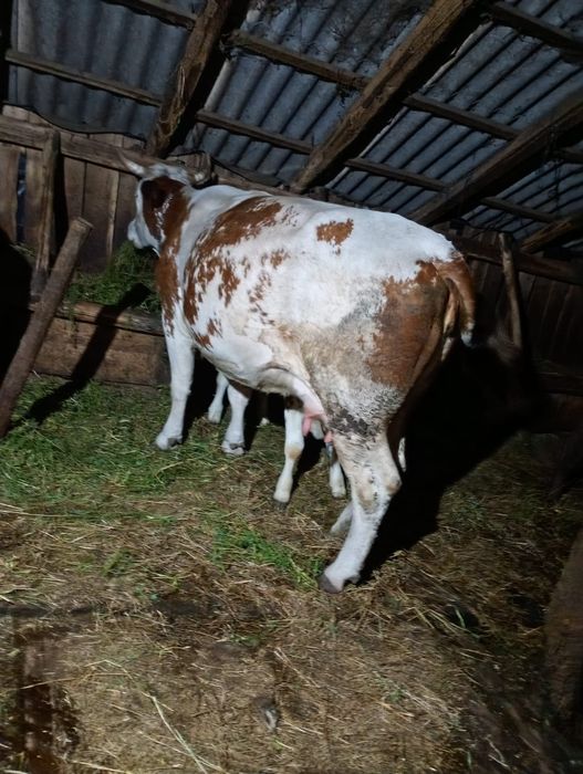 Vaca cu vitel sau fara
