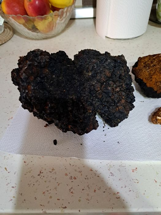 Iasca albine/ chaga