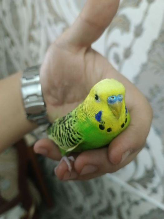 Papugay Modda Nar Sotiladi