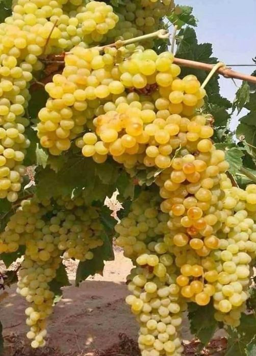 Vând struguri de vin cu transport gratuit la domiciliu