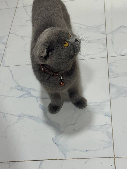Scottish fold sotiladi