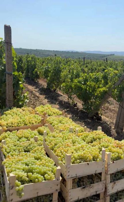 Struguri de vin.
