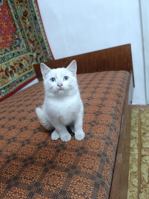 Бесплатно котёнка отдаём