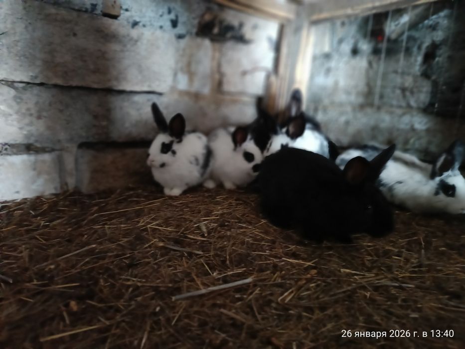 Продаются кролики