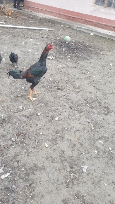 SHamo zotli juja sotiladi narxi