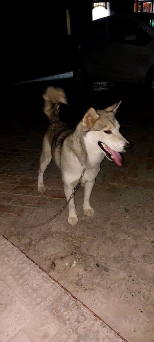 Теодора ..ит сотилади