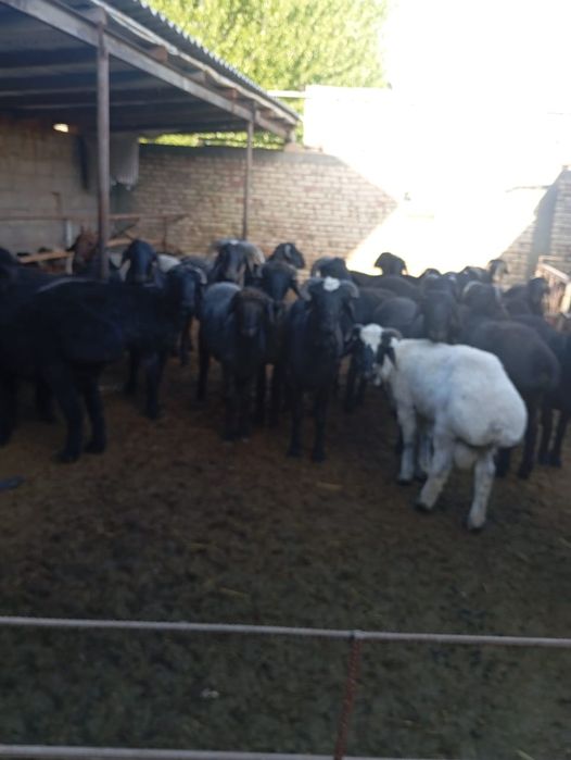 Кучкорла сотилади