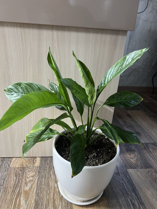 Комнатные цветы.