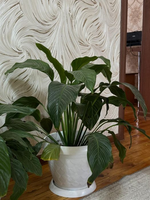 Комнатные цветы высота 50 см