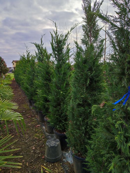 Camelia Japonica,cedru, leylandi