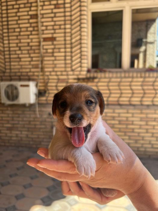 Щенки Джека Рассела! Мама клубная, Папа привезён из Израиля клубный!