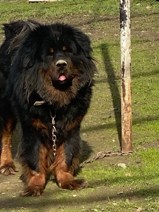 тибетский мастиф