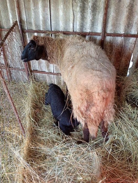 Vând 5 oi și 1 berbec,carabașă de Teleorman