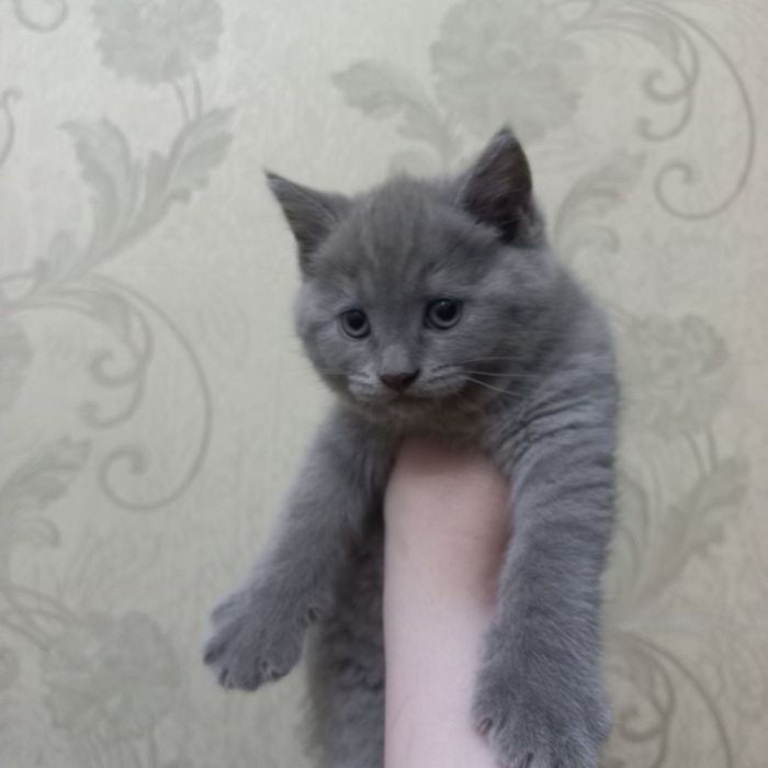 British blue Британская короткошёрстная кошка