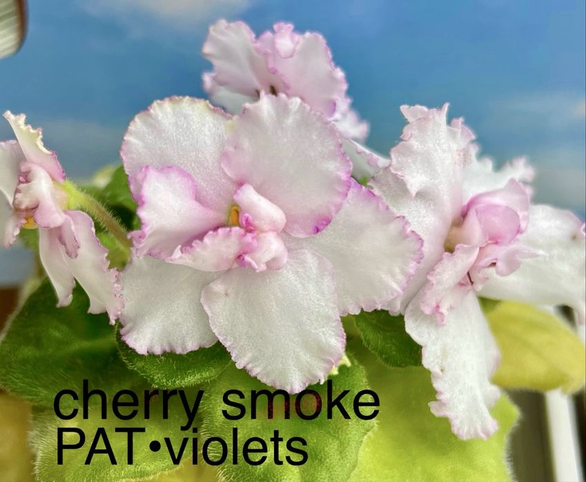 Сейнтполия Saintpaulia African Violet Сентполия Сенполия цветя