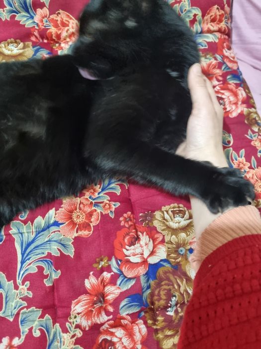 Кошка 1 год ласковая очень игривая