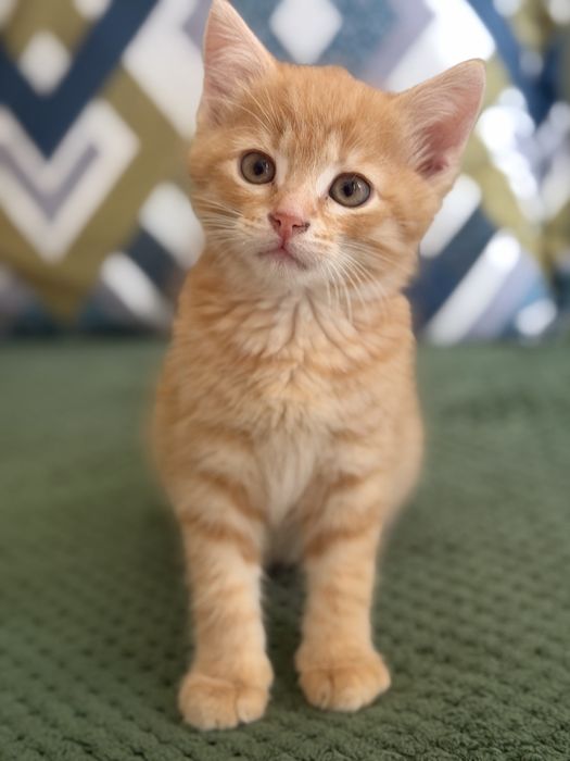 Котенок в добрые руки
