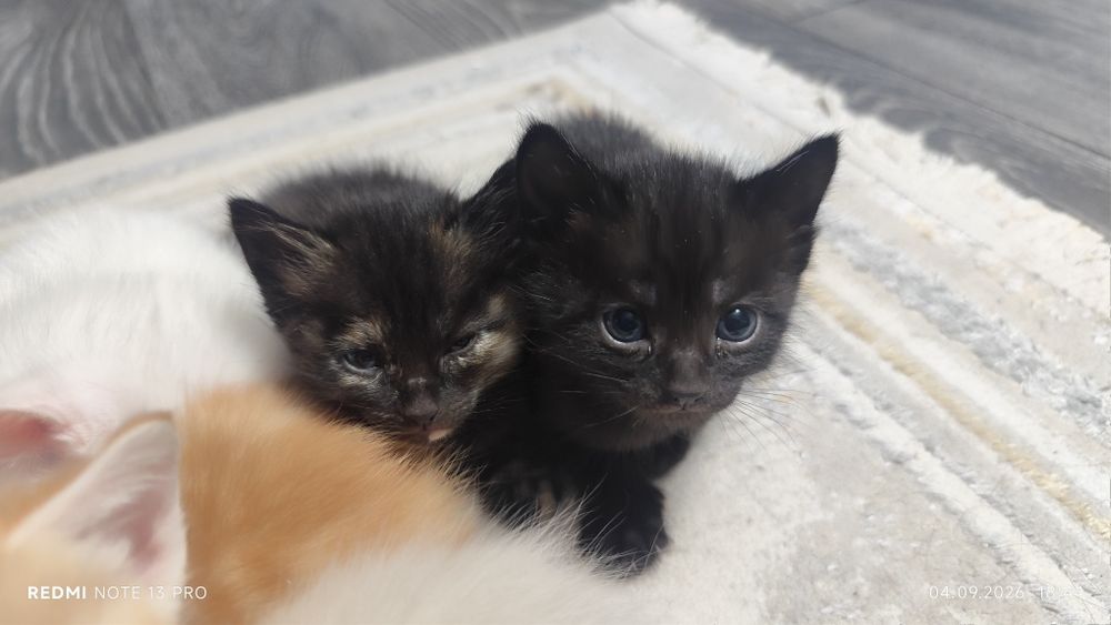 Котята , котята.