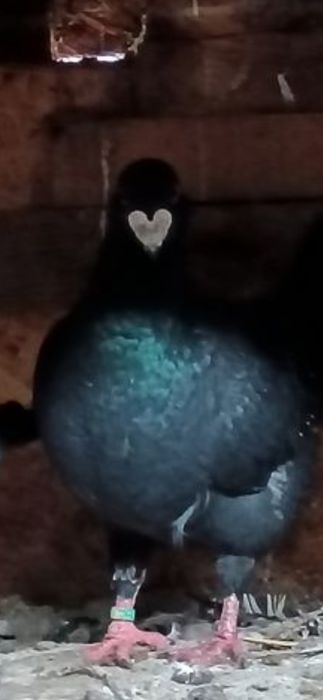 Voiajor german mascul