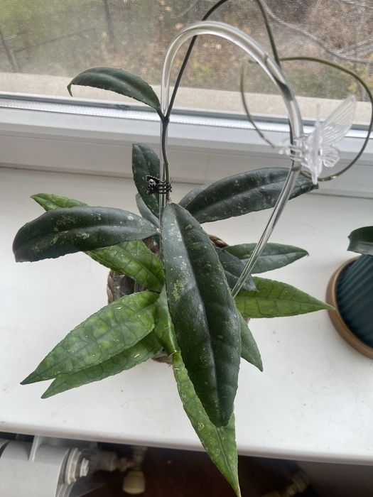 Хоя Финлансони Лонг Лиф