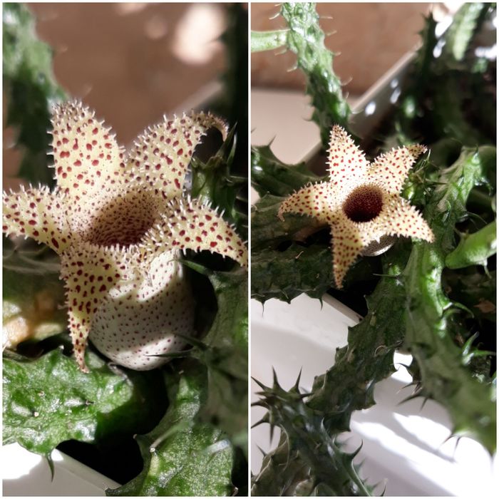 Стапелии,Гуэрнии.