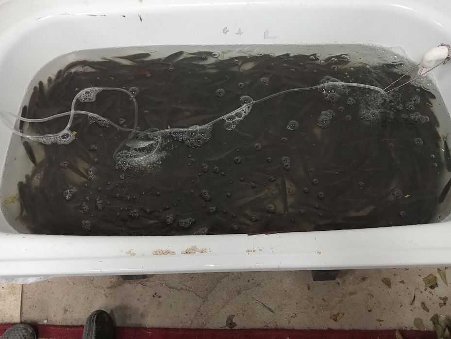 Живец плотва хорошего размера