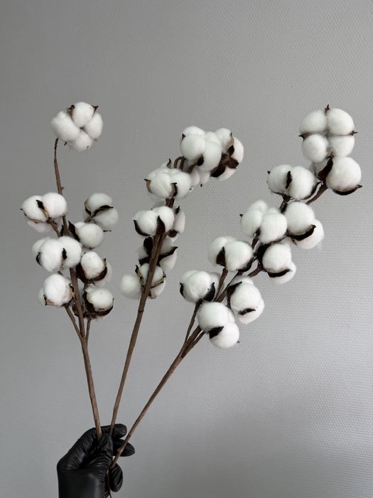 Сухоцвет хлопок