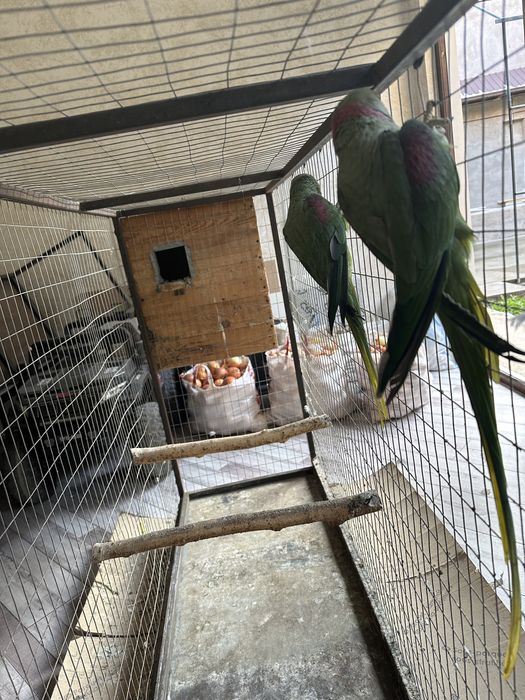 Александрийский готовый ручной пара