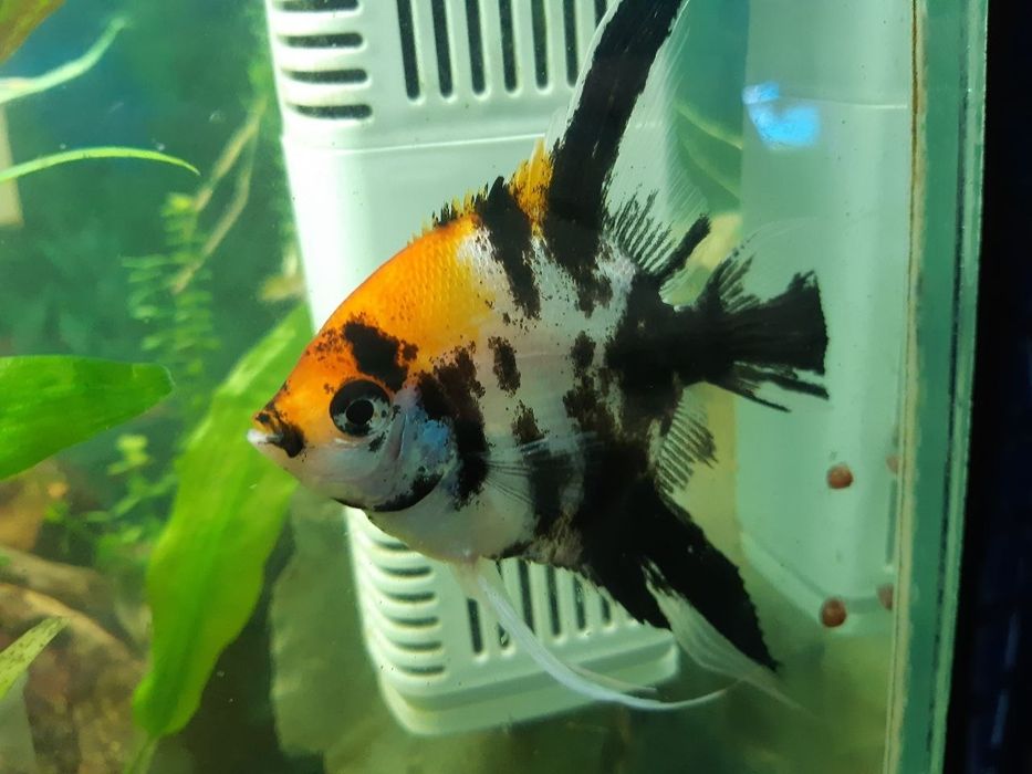 Продам или обменяю пару Скалярий