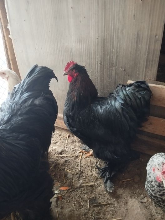 Продам черного  Петуха