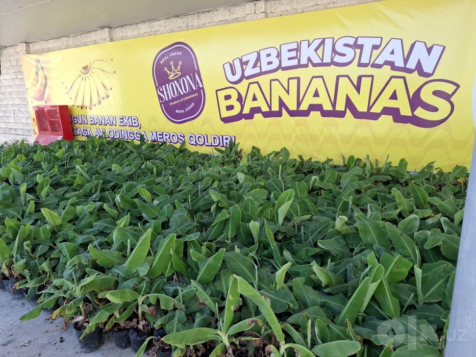 Banan kuchatlari niholi, Росток банана, Банан кучати нихоли