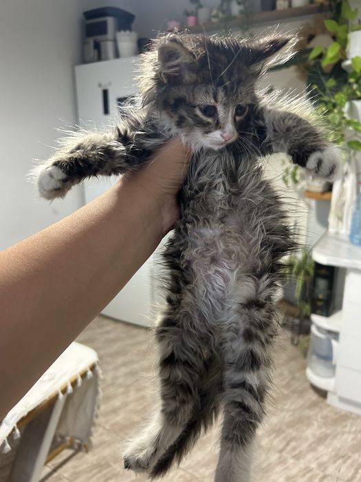 Котенок девочка