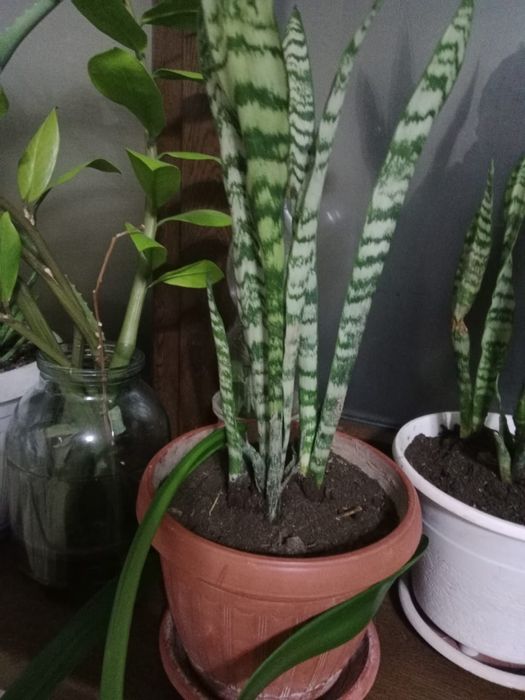 Продам домашние цветы