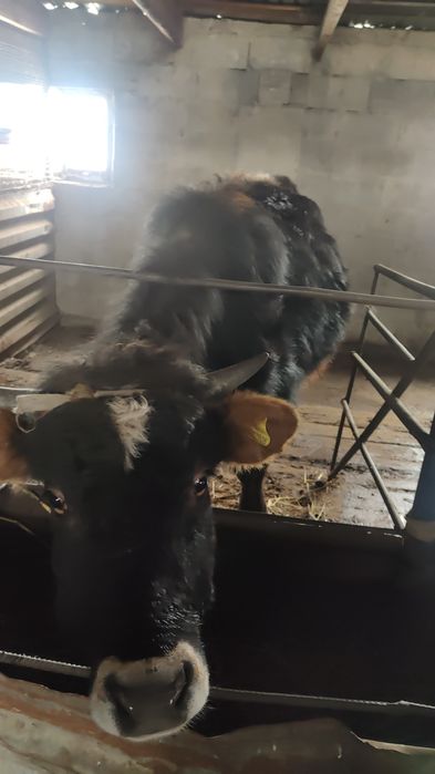 Продам бычка 1 год 2 месяца