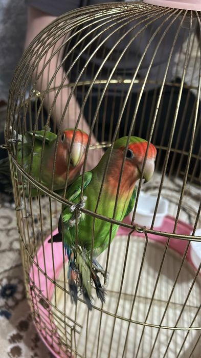 Попугаи неразлучники