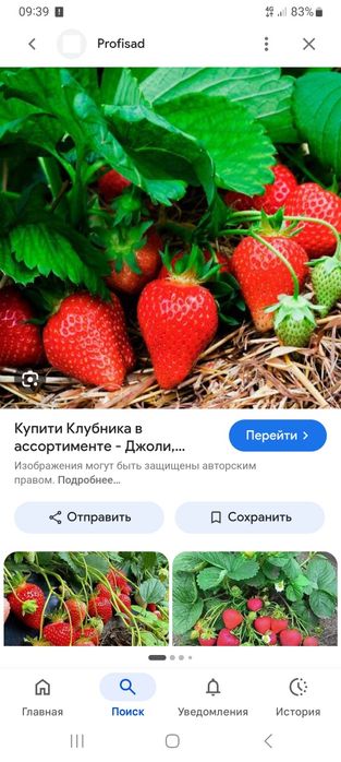 Саженцы клубники и малины район тлендиева коктал