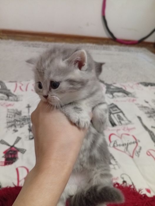 Шотландский прямоухо